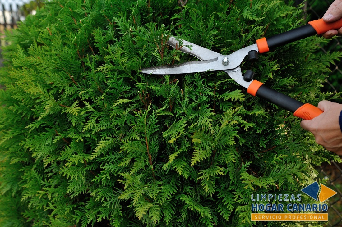 Servicios de Jardinería en Tenerife